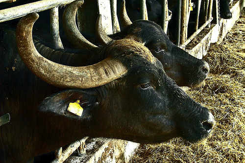 Vaccinare le bufale contro la brucellosi bovina fuori dai casi previsti dalla legge è reato: maltrattamento di animali