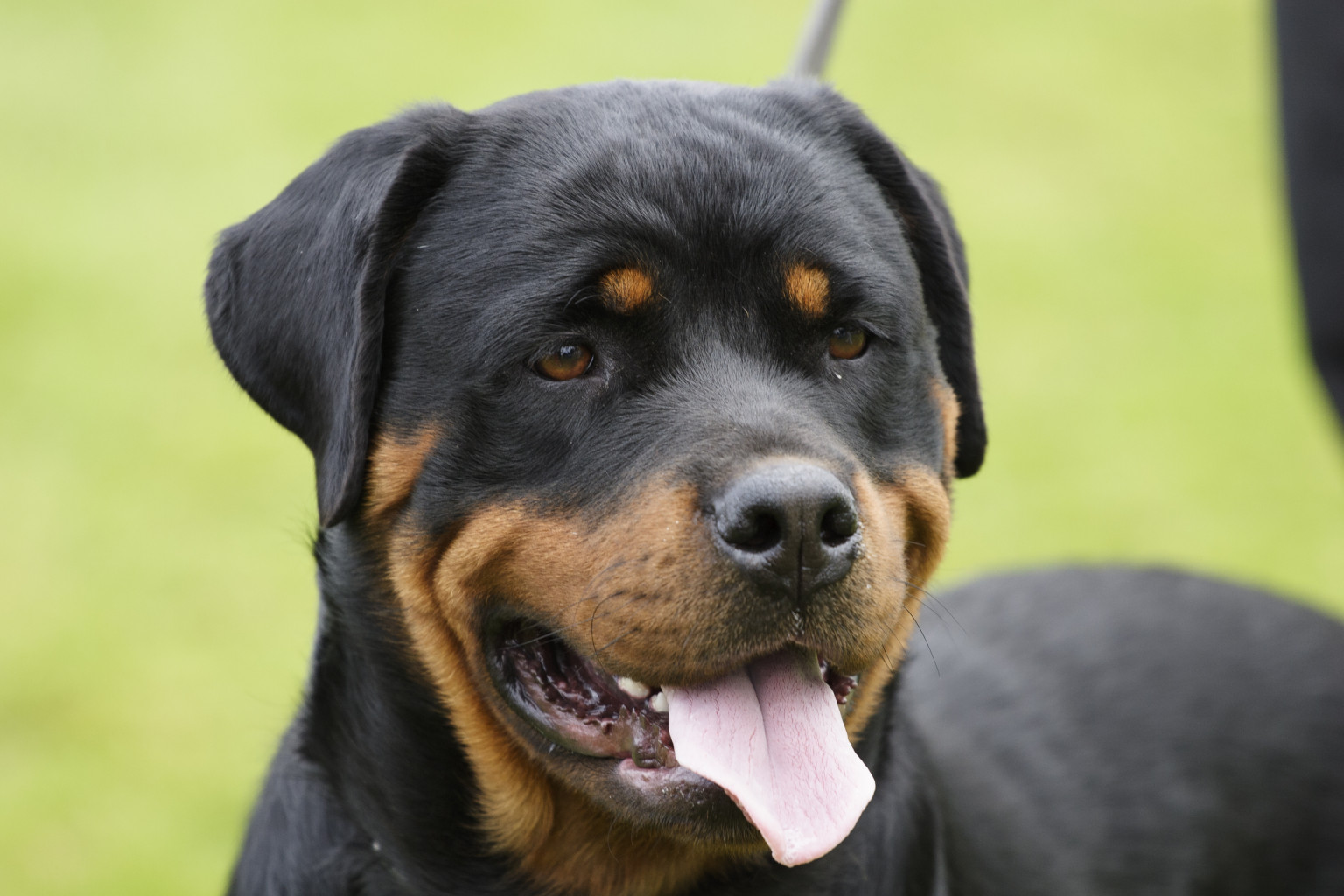 Si presenta con un rottweiler e chiede 20 euro al negoziante: tentata estorsione?