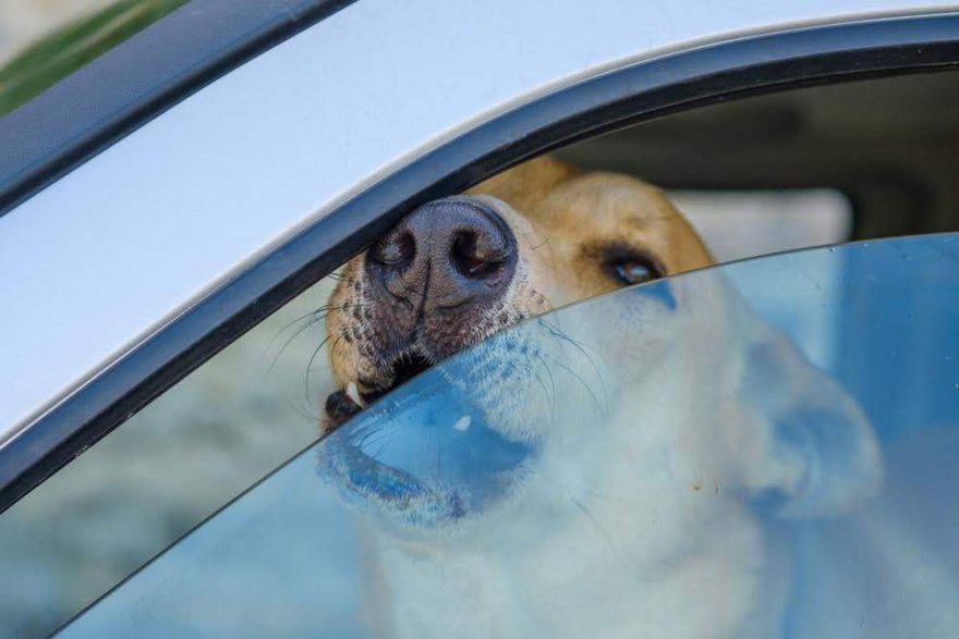 Cani chiusi dentro l'auto per tre ore: padroni condannati
