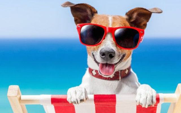 MOTIVAZIONE – PROPORZIONALITÀ – BALNEAZIONE – DIVIETO ACCESSO ANIMALI. L'Am...