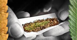 Cessioni di cannabis.   Condanna più grave per lo spacciatore che opera nelle vicinanze di una canonica e di una scuola di musica