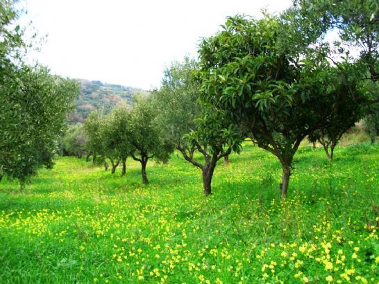 Usucapione: coltivare un terreno non è sufficiente all'acquisto della propri...
