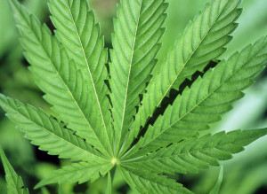 Cannabis light, legittimo il sequestro anche in caso di percentuale di THC inferiore al limite legale