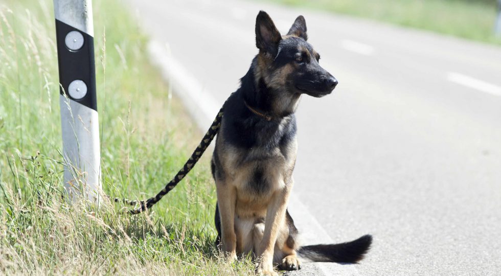 Partito Animalista Europeo: alcuni post invitano i lettori a non donare il 5xmil...