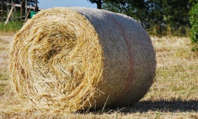 Riscatto agrario - Pagamento del prezzo di acquisto del fondo - Tempestività - R...