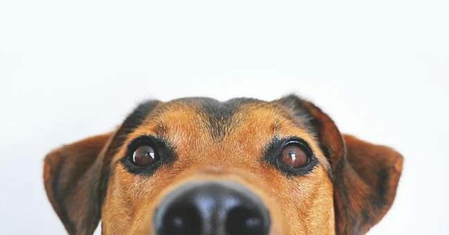 Lanciare sassi contro i cani può costare caro.-