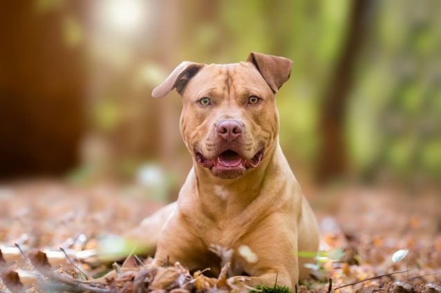 Un cane legato ad un albero si libera e provoca un incidente: risponde chi ne aveva la custodia