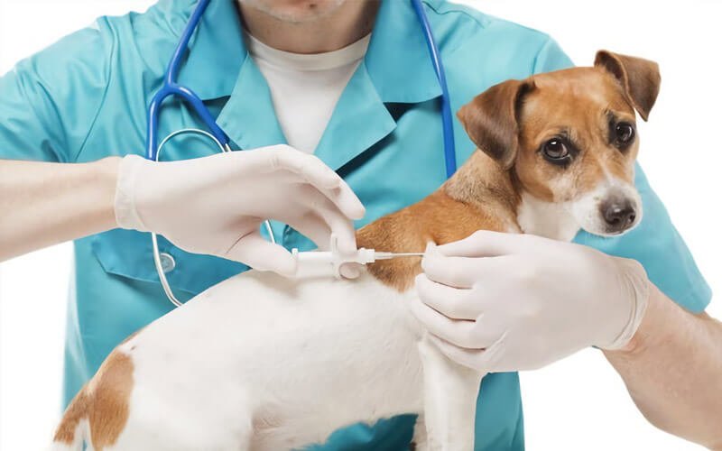 Ericina accusata di invasione di edifici e furto di energia elettrica si dichiara innocente, ma i cani rinvenuti dai Carabieniri nell'edificio occupato hanno i microchip intestati all'imputata.