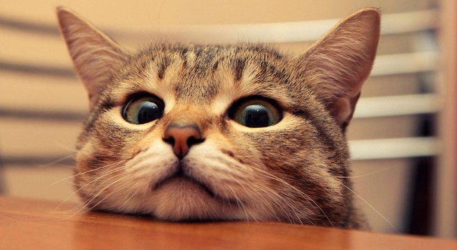 Uccidere a bastonate un gatto integra il delitto di uccisione di animali ex art. 544-bis c.p.