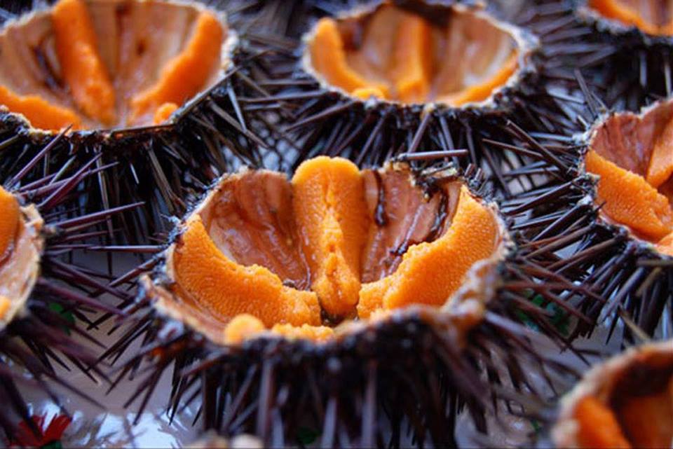 Annullata dalla Cassazione l'ordinanza di sequestro preventivo emessa contro un pescatore di ricci