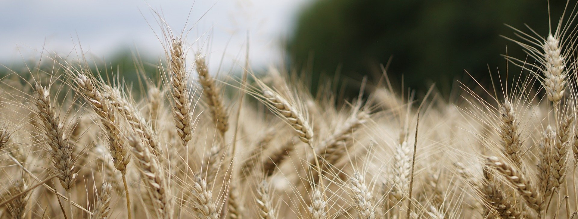 Sulla prelazione agraria....