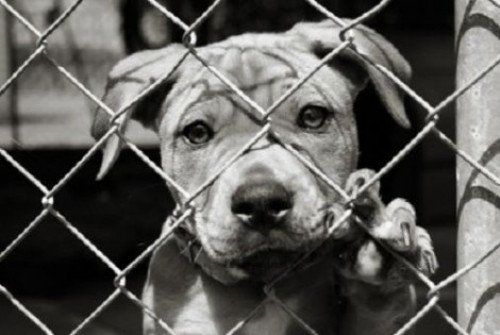 Due ericini condannati. Detenevano i cani in condizioni non i...