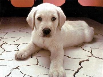 Vede un cane chiuso in un'auto che manifesta sintomi di malessere a causa del caldo e forza lo sportello. Prende il cane e 200 euro (per comprare da mangiare al cane: E' furto.)