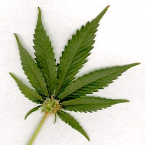Trovate 53 piante e 88 grammi della stessa sostanza. Anche la coltivazione di marijuana finalizzata all’uso personale non rende la condotta priva di rilievo penale.