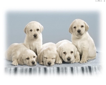 Due veterinari sopprimono 9 cuccioli: uno dirigente del Servizio Veterinario ...