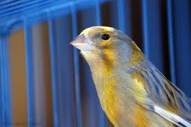 Trapani. Incontra la figlia di un amico, minore infraquattordicenne e la invita a casa a vedere un uccellino in gabbia. Dopo le tocca i glutei e la spinge sul letto tentando di baciarla. Il Gip di Trapani dispone la misura cautelare in carcere e il Tribunale del riesame annulla, La Corte di Cassazione accoglie il ricorso della Procura.