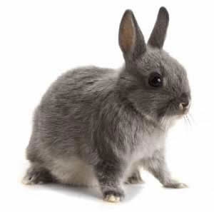 Conigli avvelenati. Somministrare un farmaco nocivo ad animal...