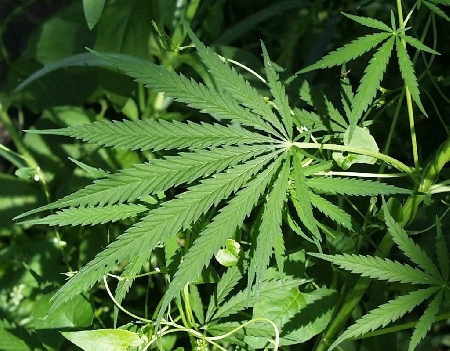 Chi coltiva marijuana è sempre reo: inefficace sostenere l'intento dell’uso personale né l’artigianalità della produzione.