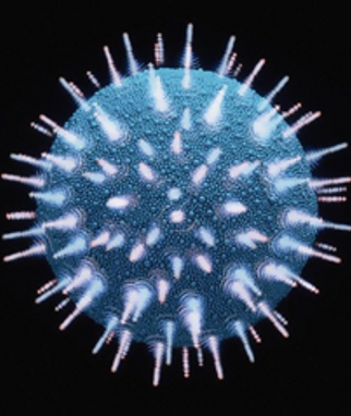 Docente affetta da HIV chiede all’ASL la pensione di inabilità e presenta una va...