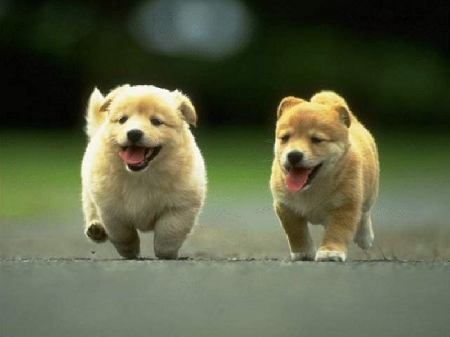 Il cane abbaia e distruba nell’arco di tutta la giornata l’occupazione, lo studio, la vita quotidiana dei vicini di casa senza che i proprietari del cane provvedessero in alcun modo, pur essendo stati più volte sollecitati.
