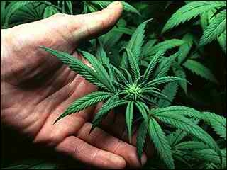 Tossicodipendente viene trovato con 4 piantine di cannabis ne...